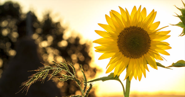 4 Types of People Who May Benefit From Vitamin D Supplements